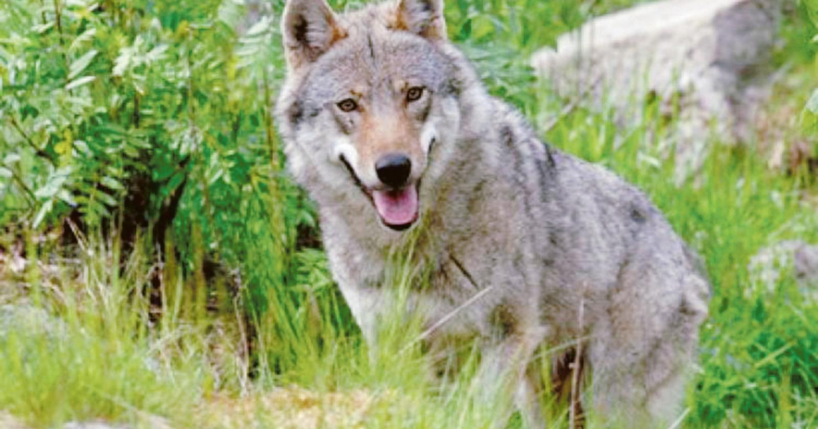 Branco di lupi si aggira in campagna