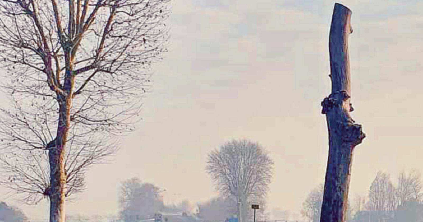 &ldquo;Tagliati alberi sotto vincolo&rdquo;