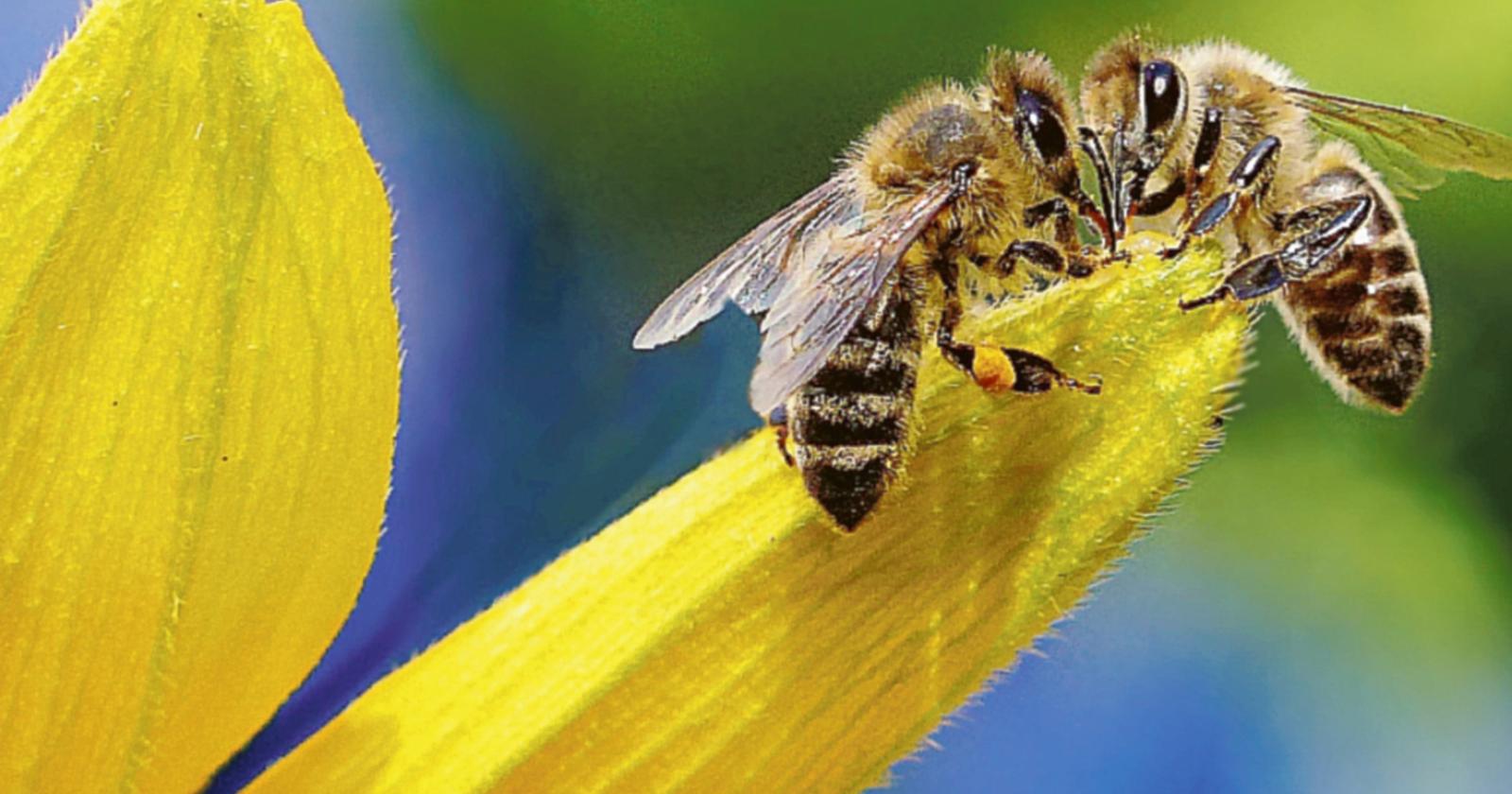 Ecco tutti i segreti delle api