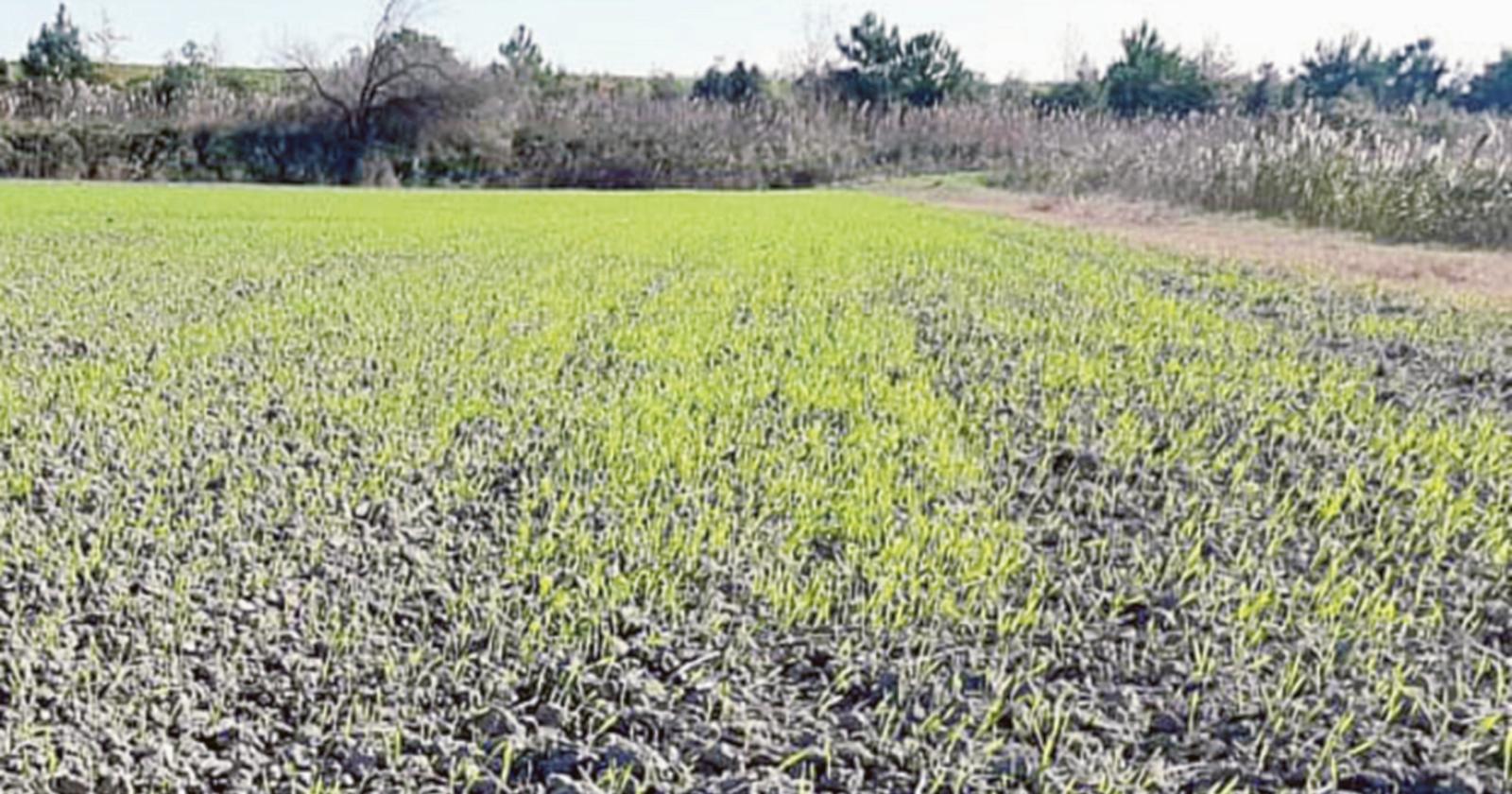 Terreni agricoli, affari in rialzo