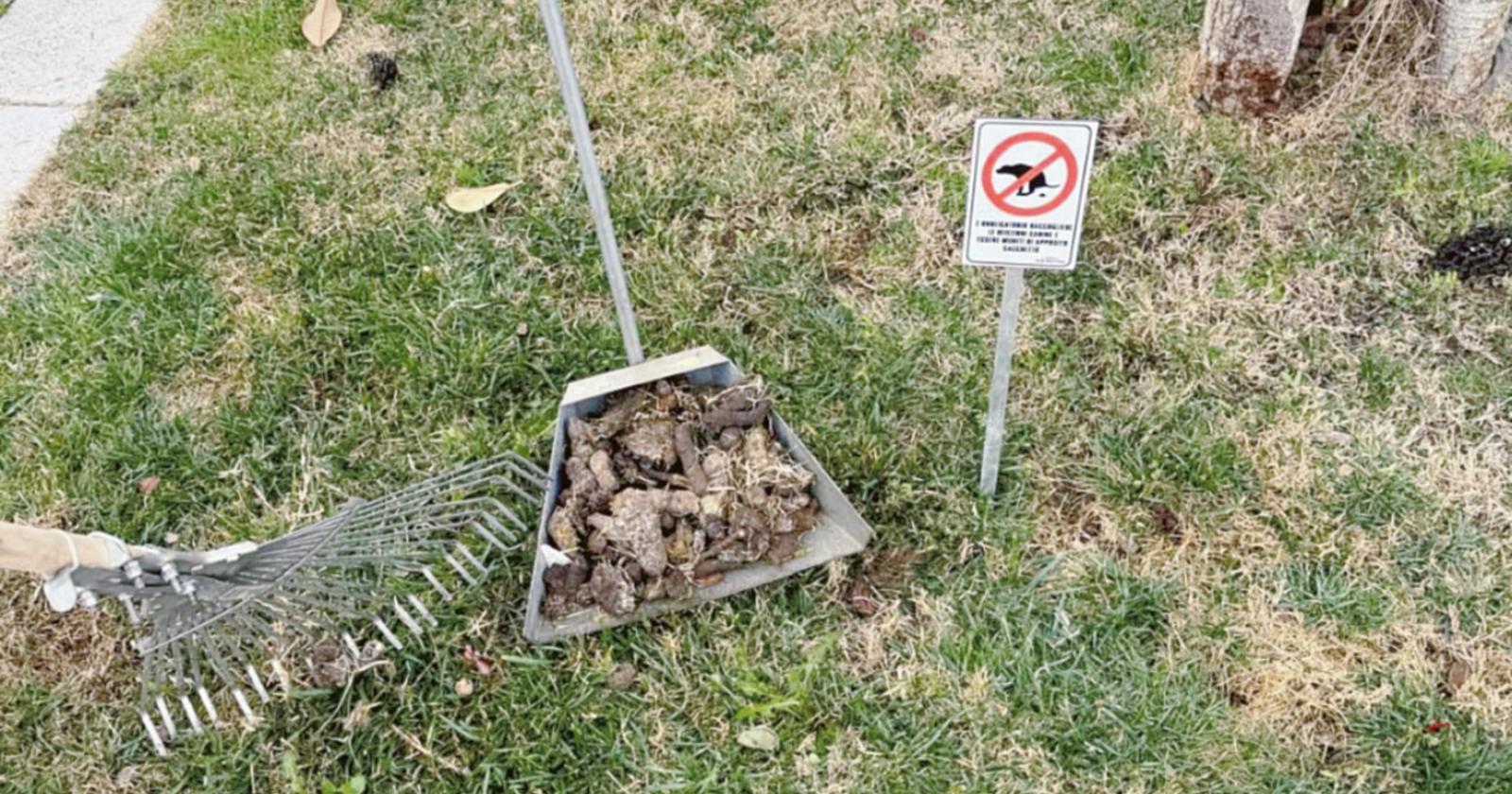 Multe per chi non raccoglie la pup&ugrave; dei cani