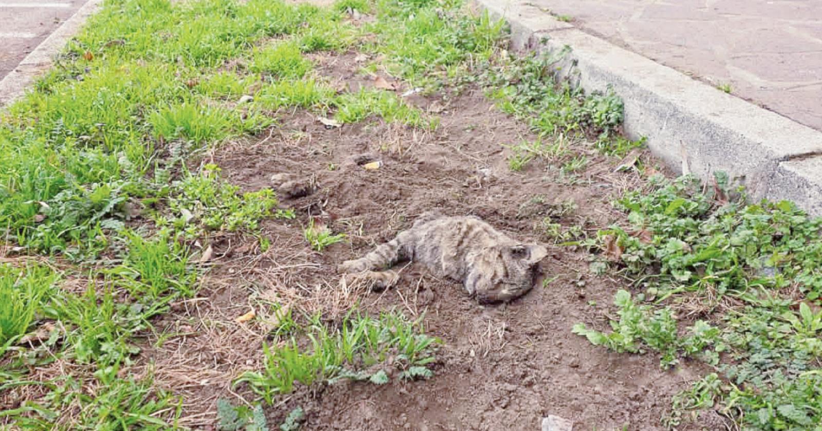 Gatto sepolto davanti alla scuola