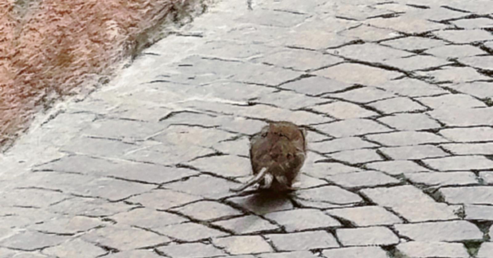 &ldquo;Topi in centro, siamo nel degrado&rdquo;