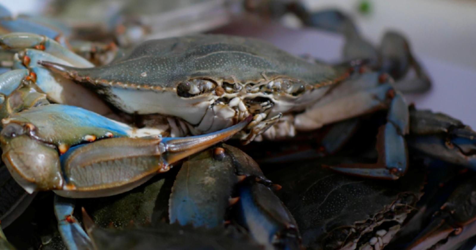 Pesca illegale al granchio blu: la finanza sequestra 17 gabbie