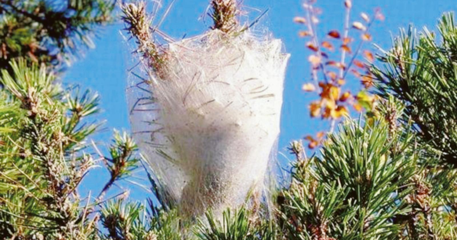 Processionaria, via al monitoraggio