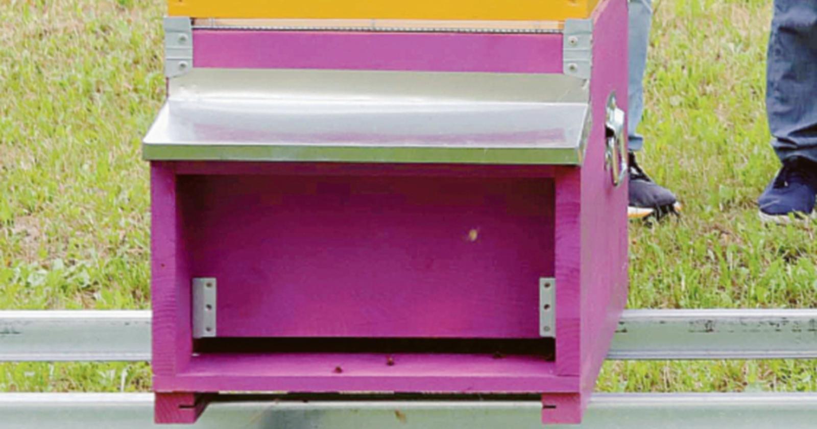 Alla scoperta del magico mondo delle api 