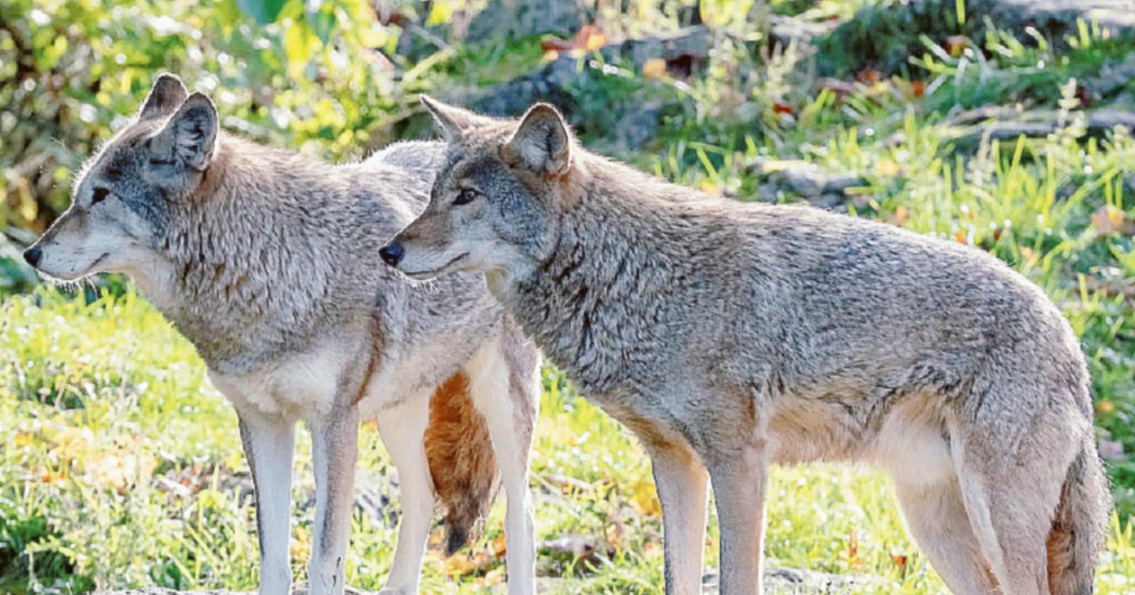&ldquo;Lupi, serve un incontro pubblico&rdquo;