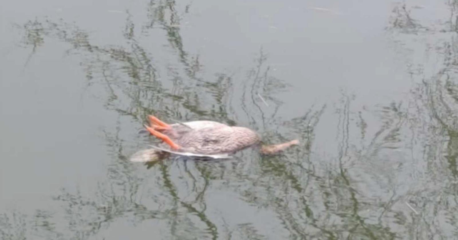 Moria di pesci lungo il Collettore