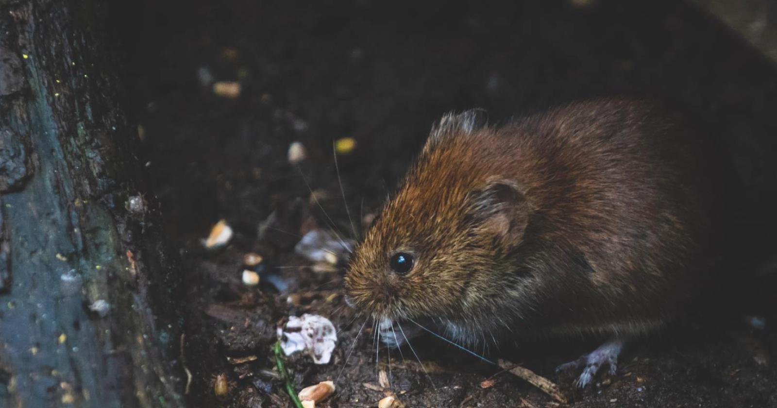 Ecco il piano contro i ratti