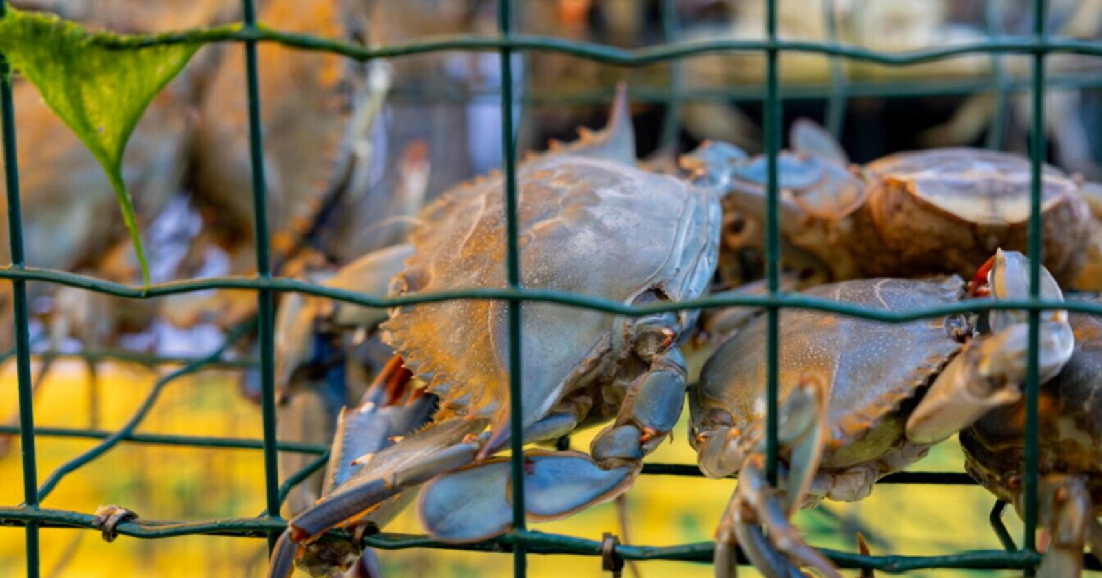 Ecco altri 4 milioni