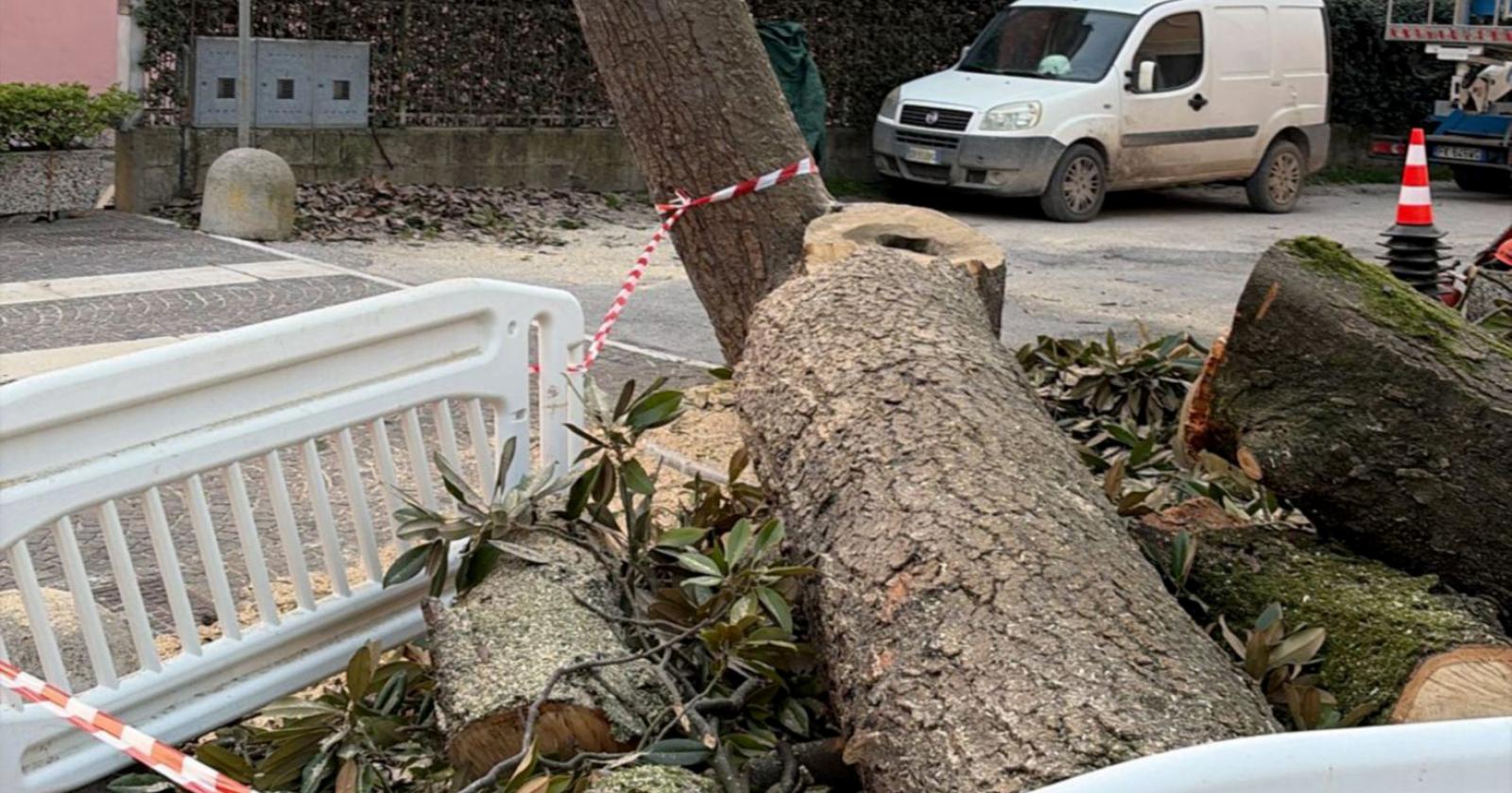 Abbattuta la storica magnolia