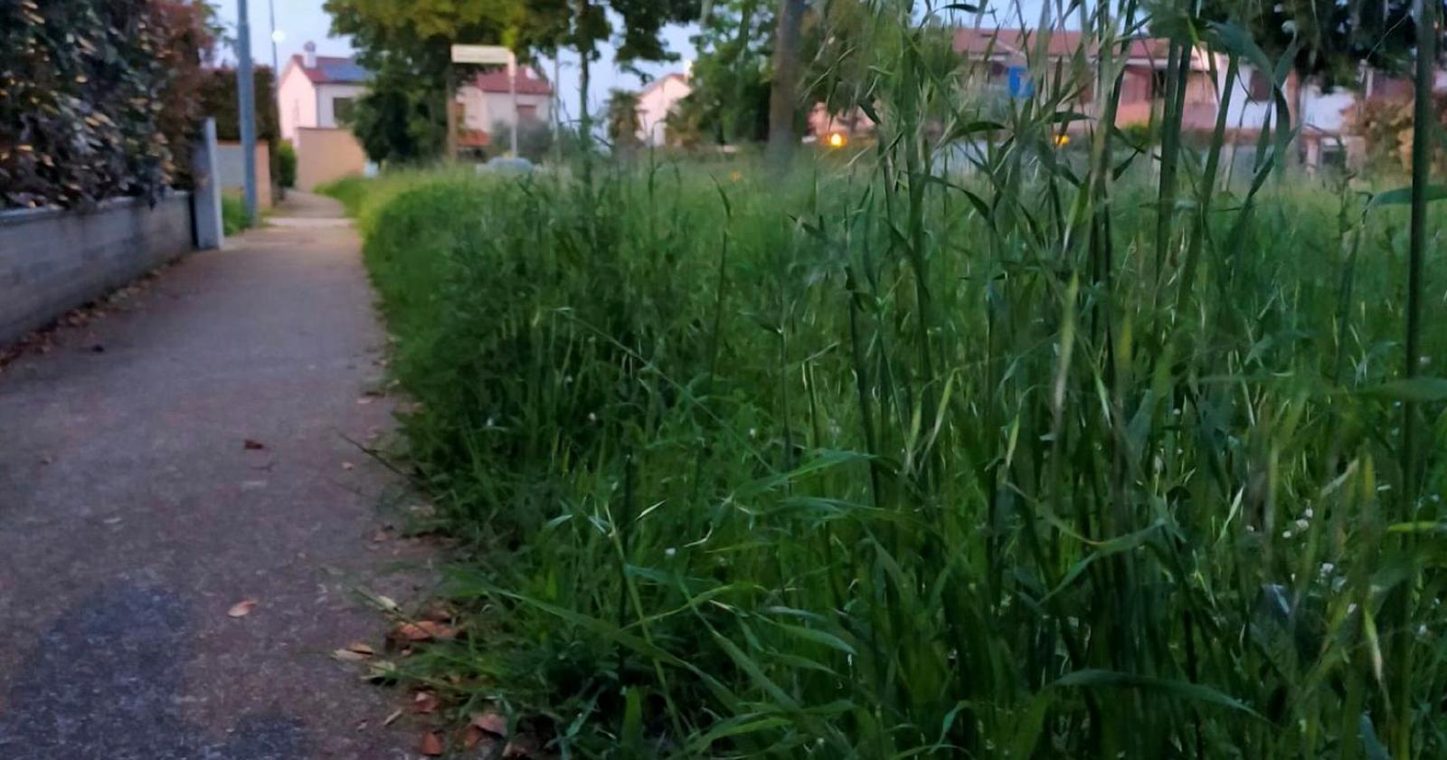 multe in arrivo per chi non taglia l'erba