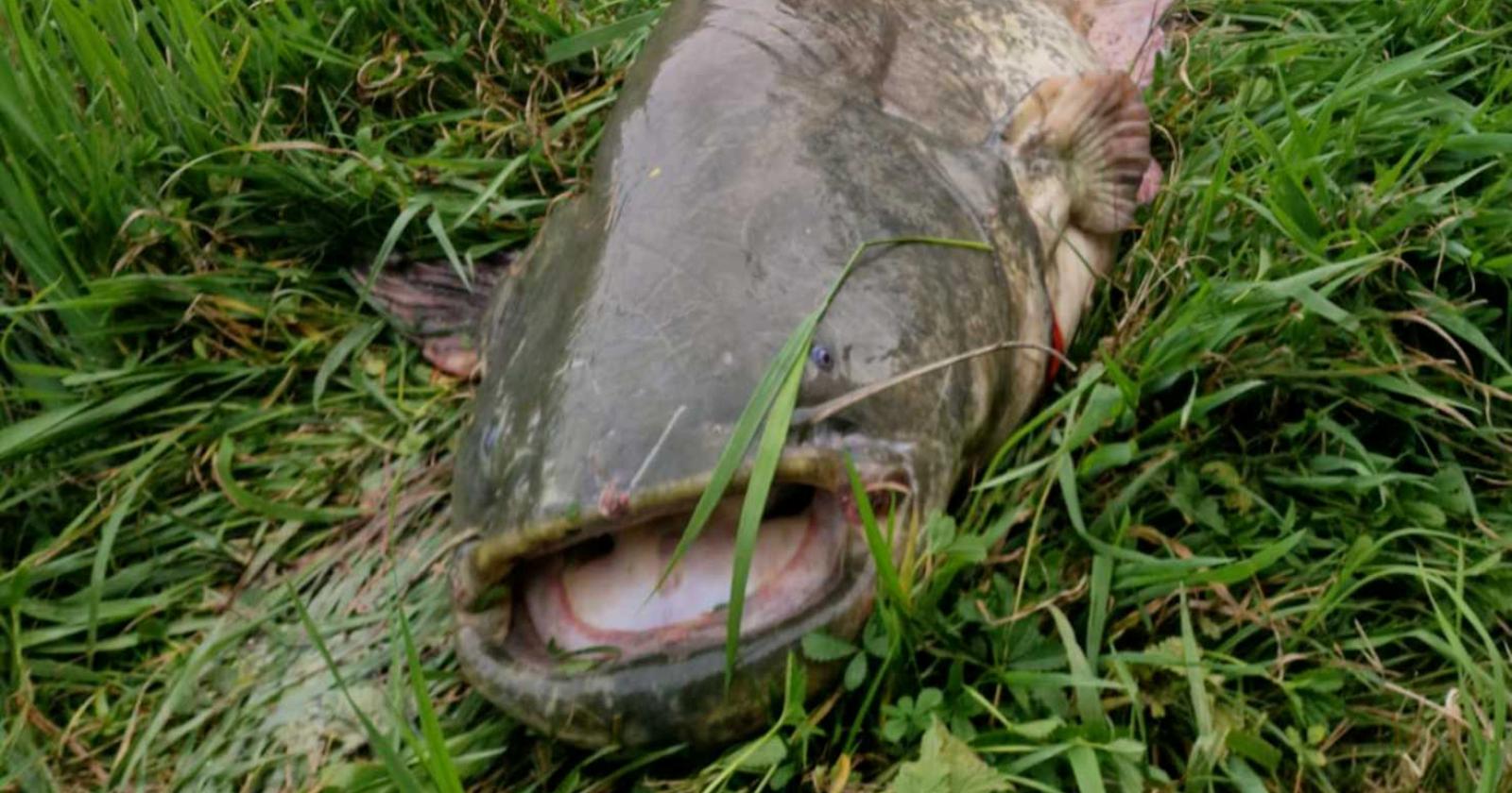 Un siluro enorme nell&rsquo;Adigetto