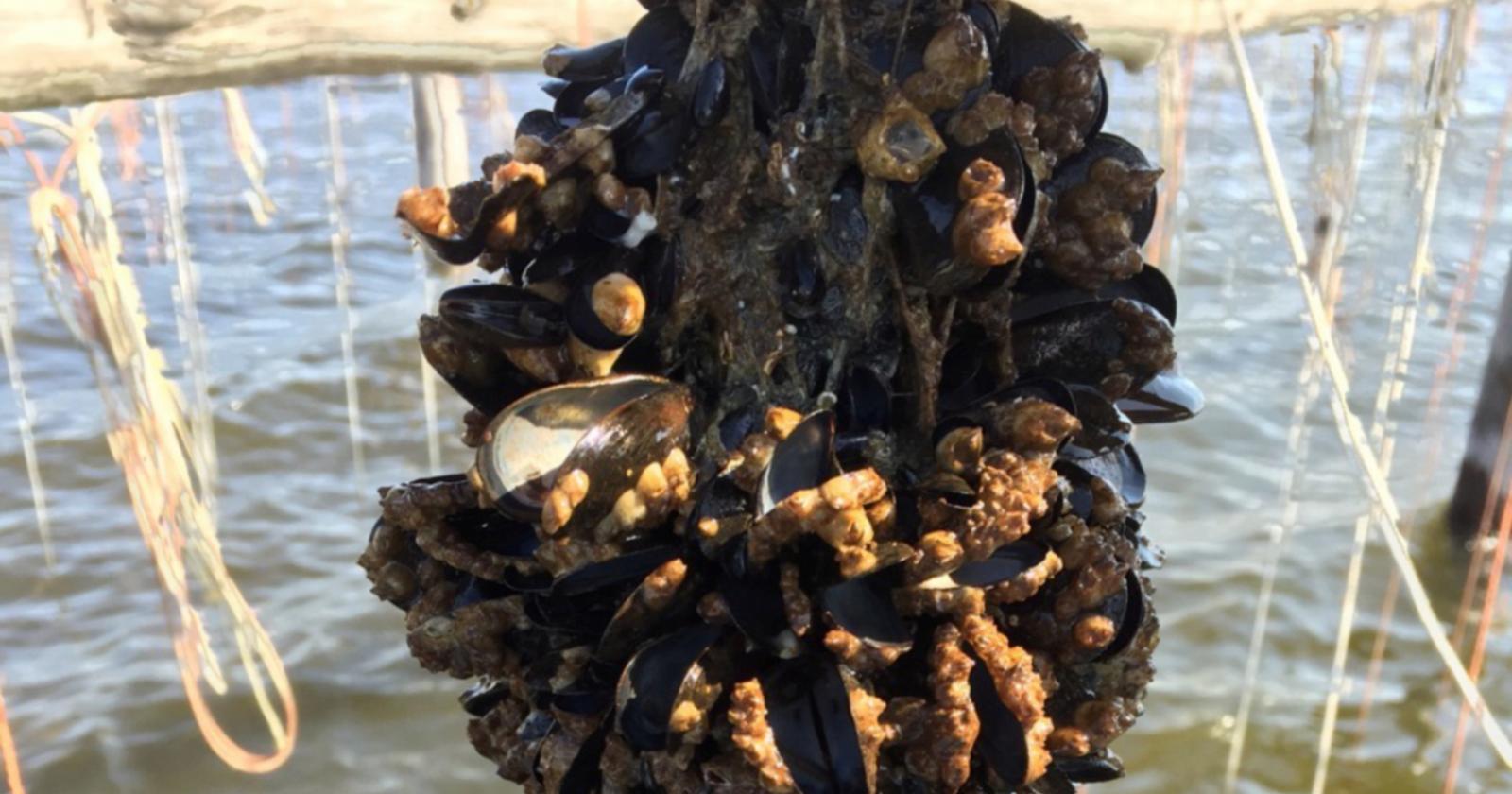 Le cozze straniere invadono il mercato italiano