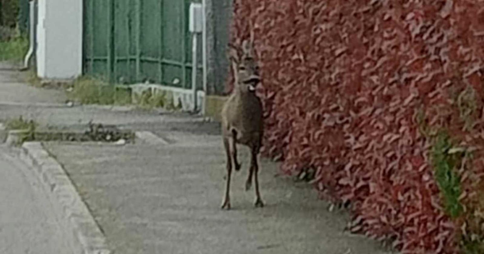 Un capriolo avvistato in Tassina
