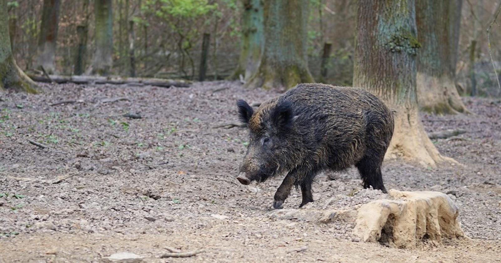 Frontale con un cinghiale, automobilista risarcita