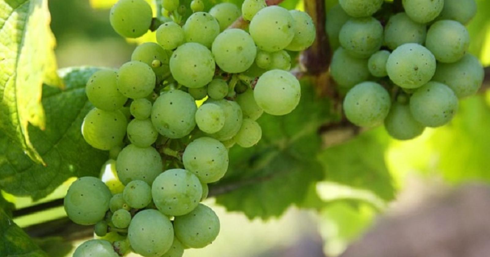 C'è una speranza per il Clinto