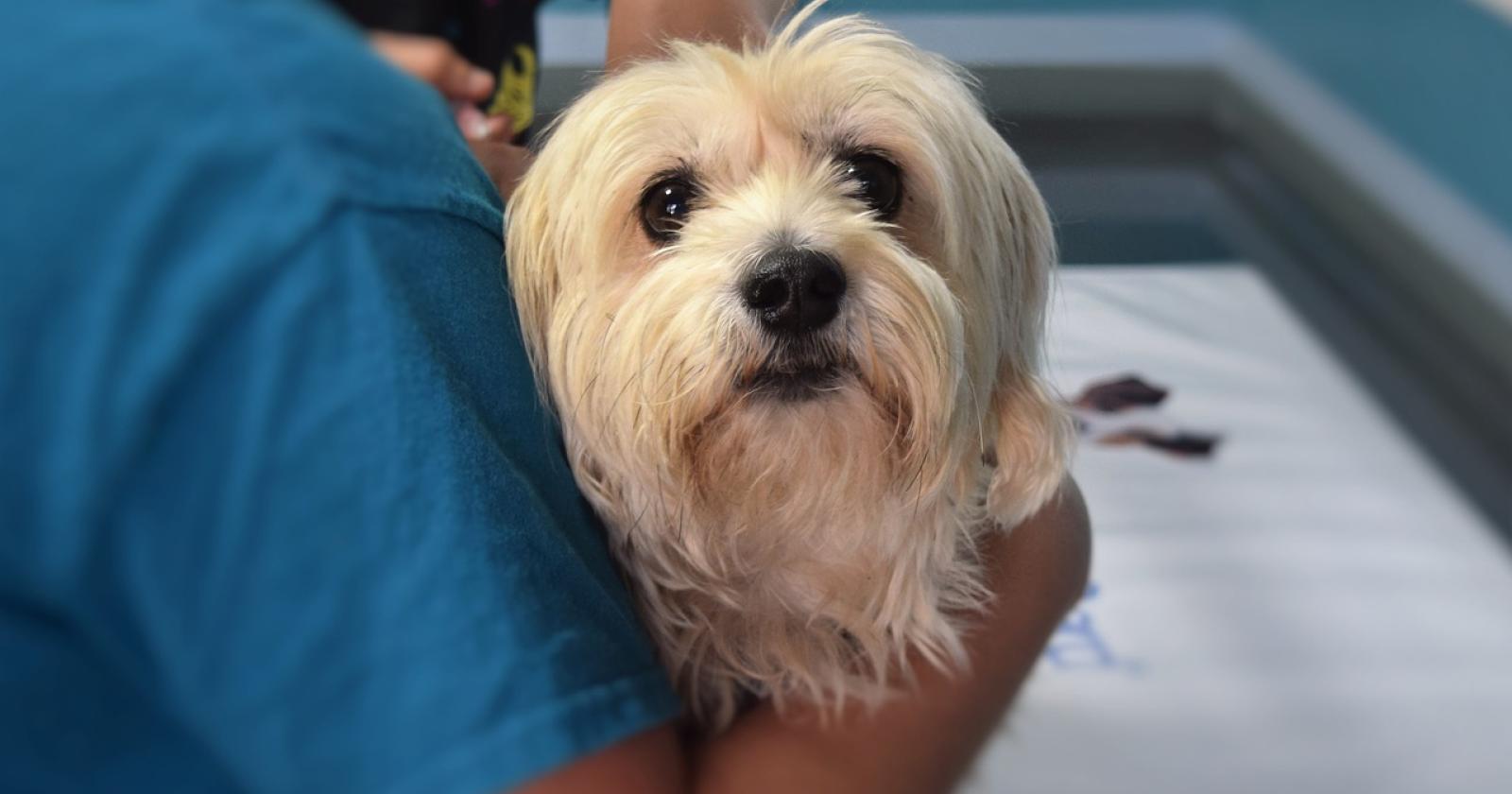 Smantellato l'ambulatorio veterinario di Castelmassa