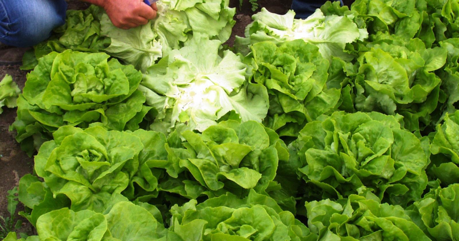L’insalata Igp conquista mercati