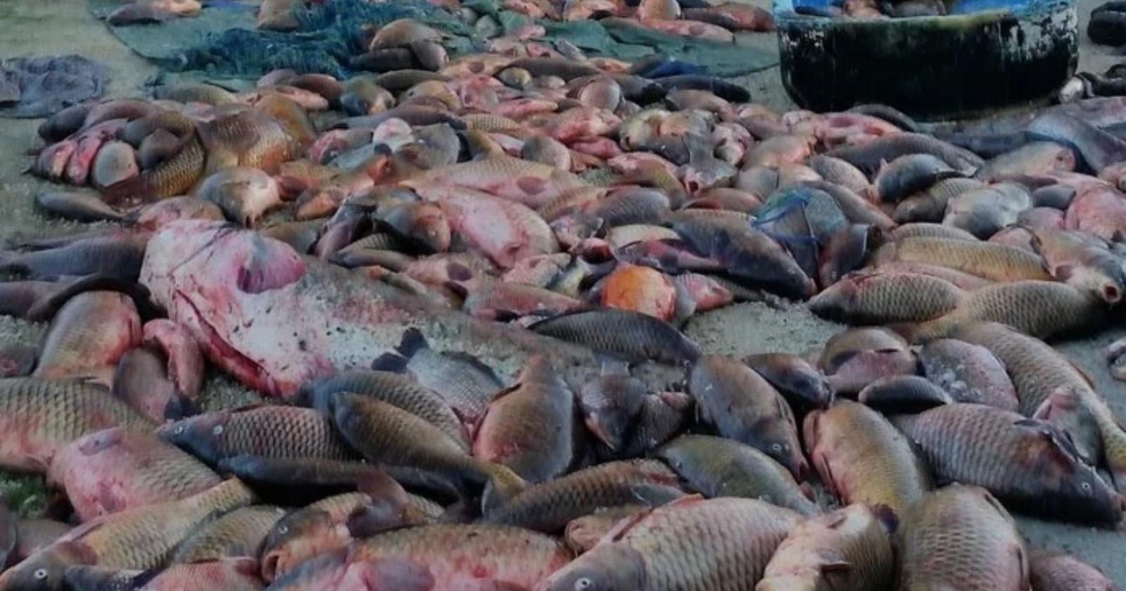Strage di pesce e commercio non sicuro per la salute: banda sgominata
