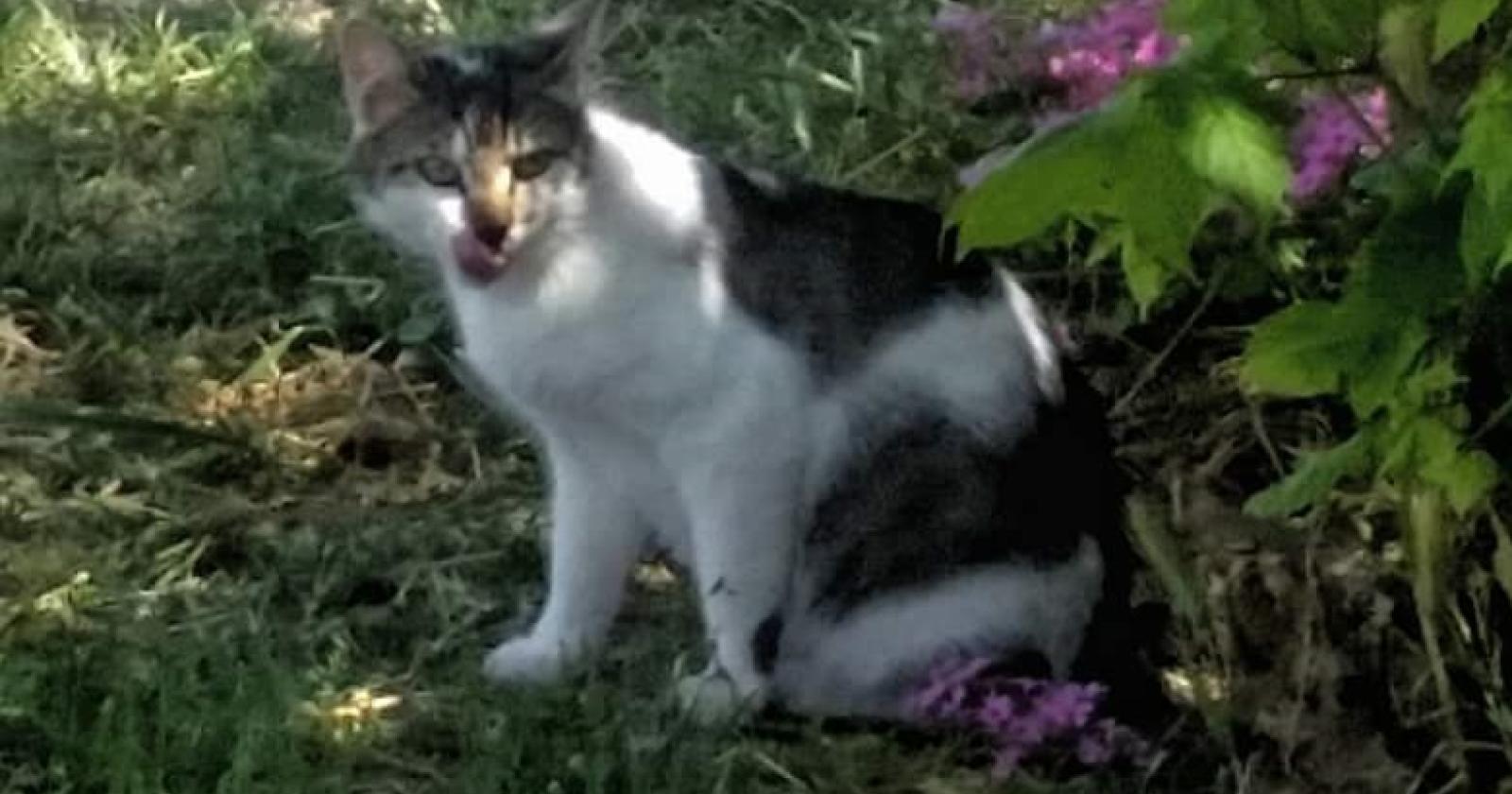 gatti tassina colonia felina abbandonata4