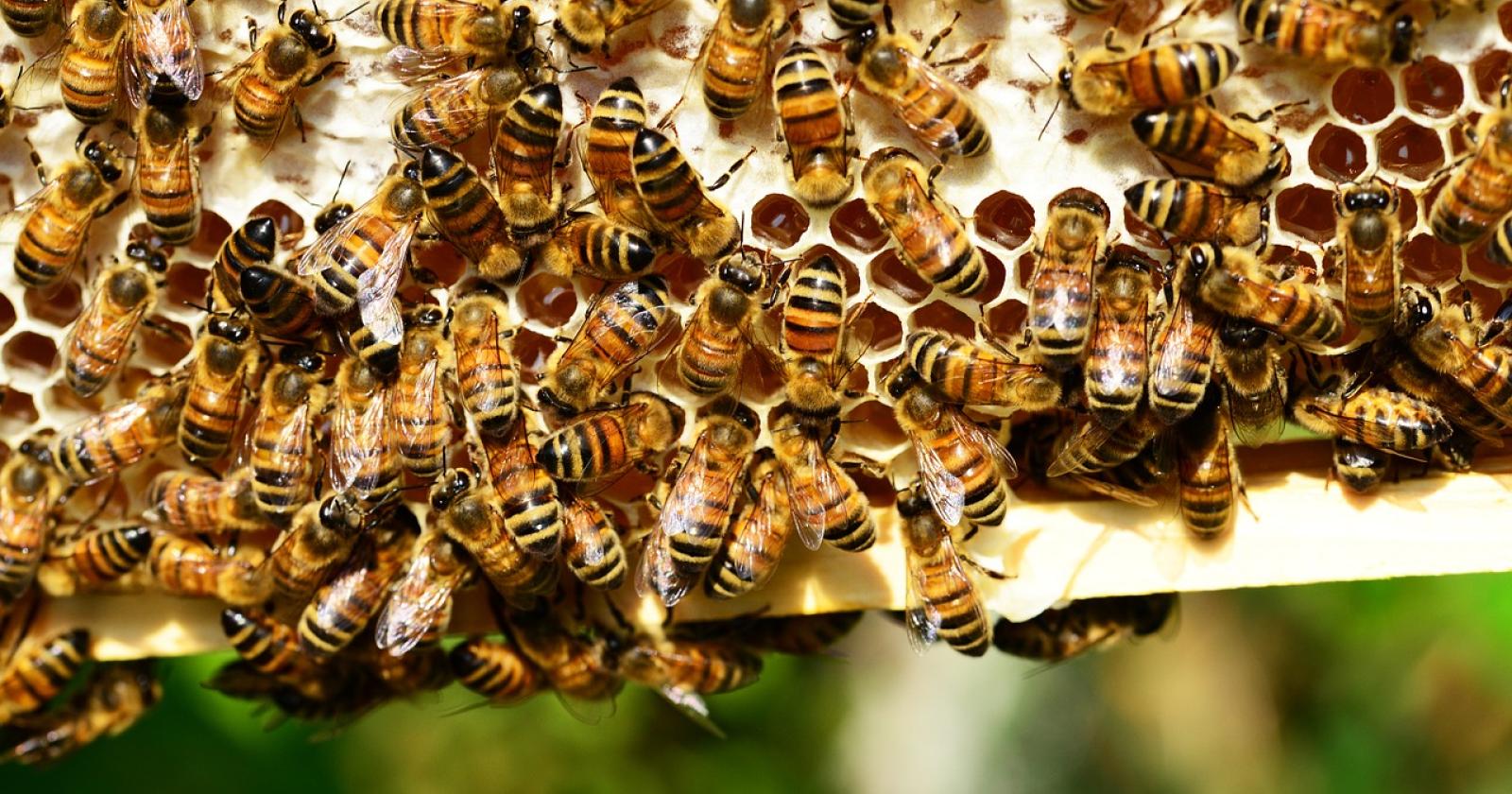 Contributi dalla Regione per gli apicoltori, al via le domande