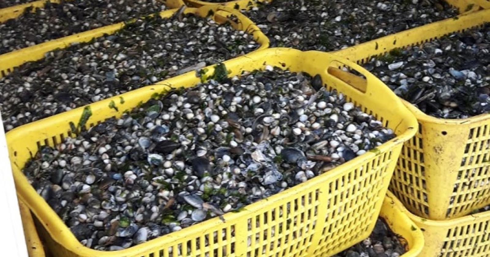 Muoiono le vongole in Marinetta