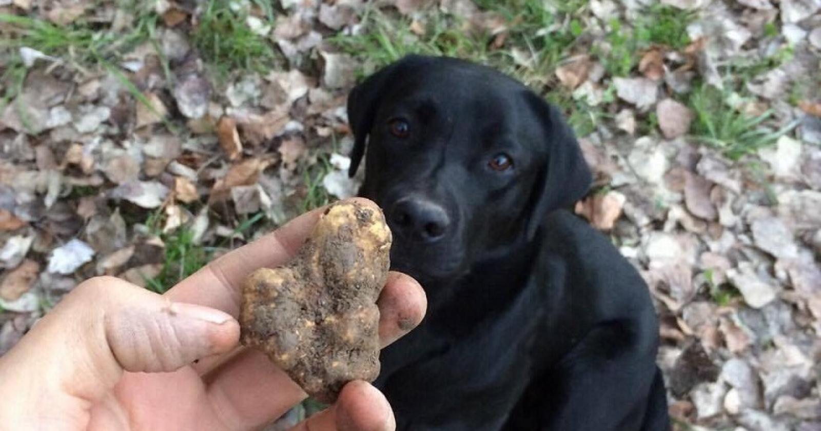 Il tartufo non avr&agrave; pi&ugrave; segreti 