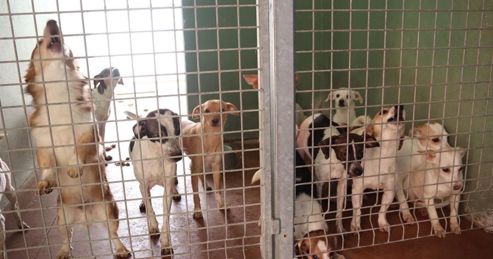 "Troppi casi di raccoglitori seriali di cani a Rovigo, è una piaga"