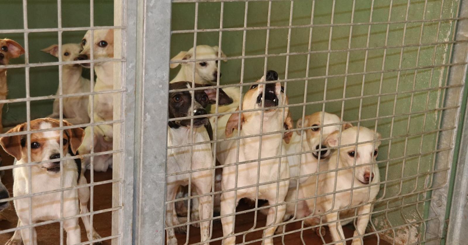 Scoperto un canile degli orrori 