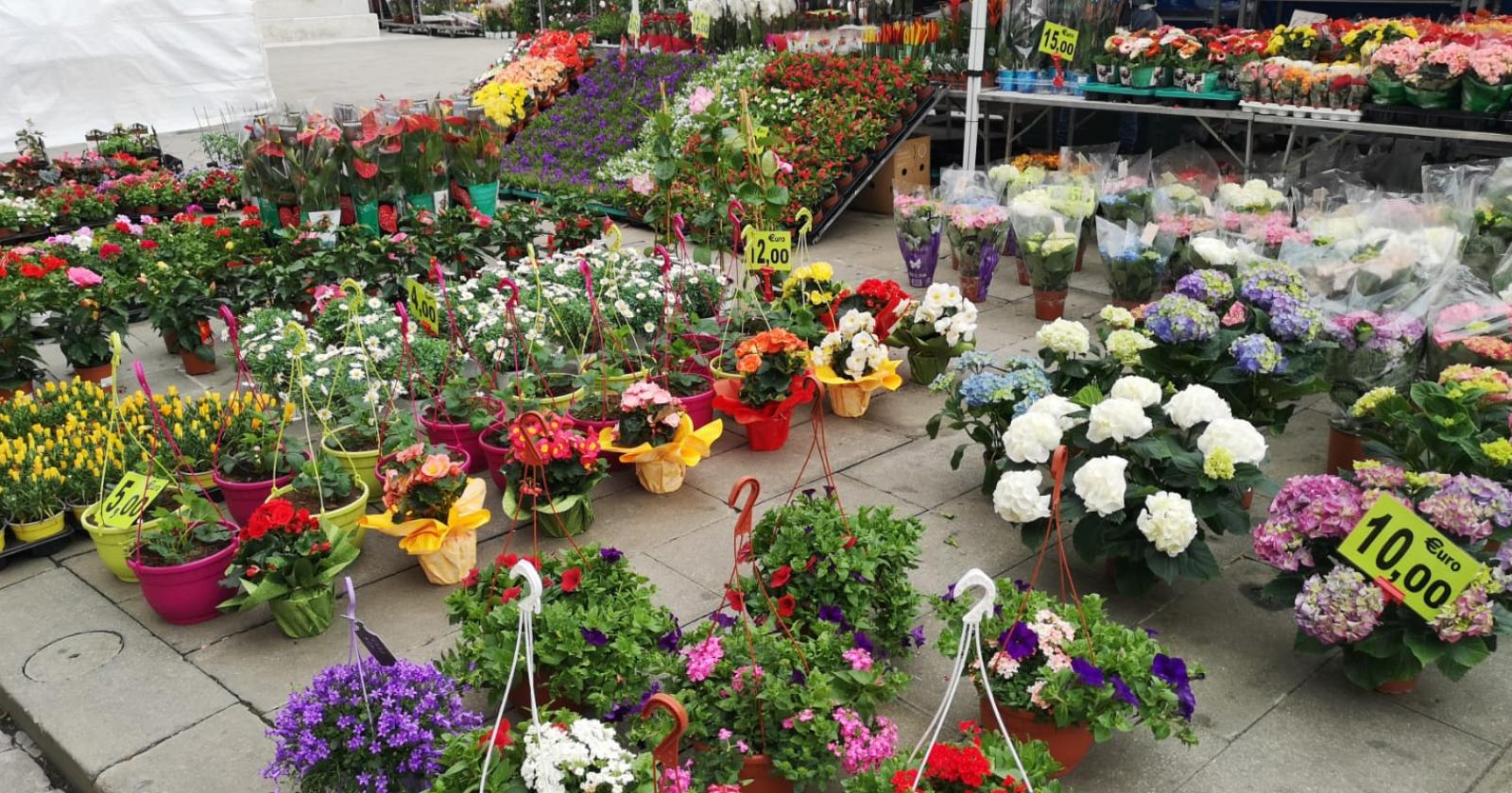 rovigo in fiore