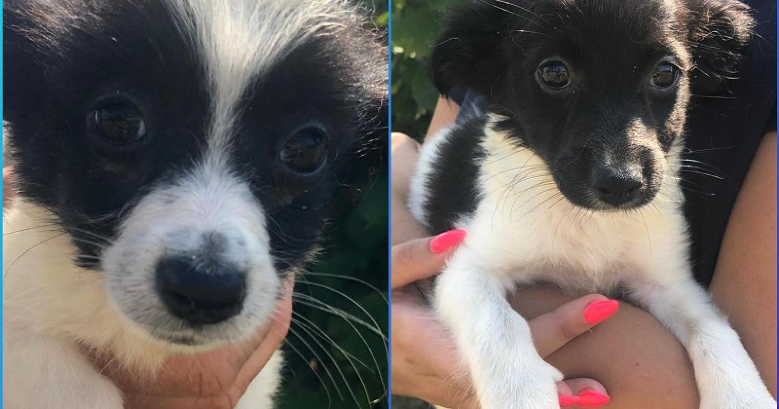 Meravigliosi cuccioli in cerca di amore