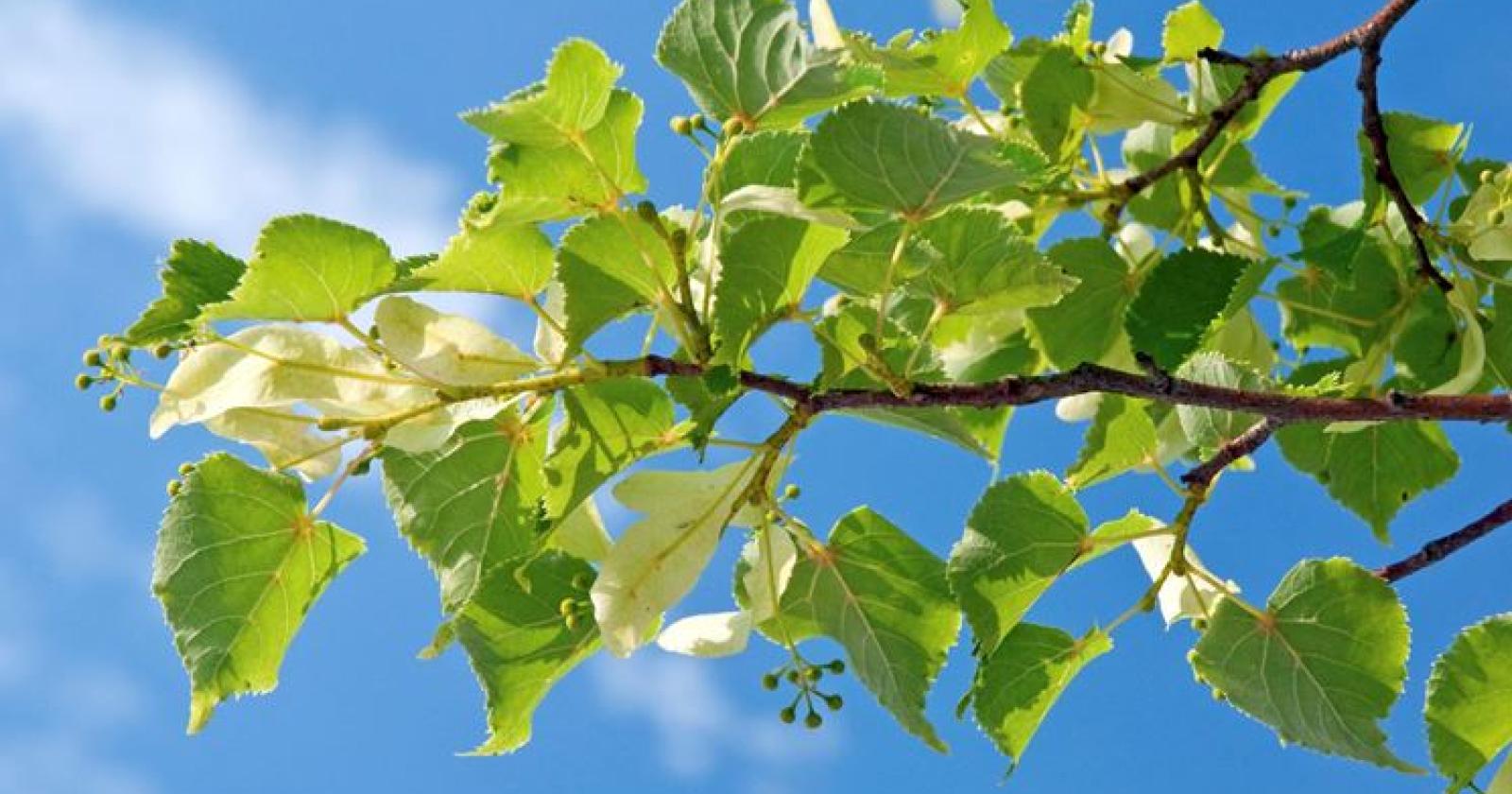 Nel capoluogo arrivano 8mila alberi gratis 