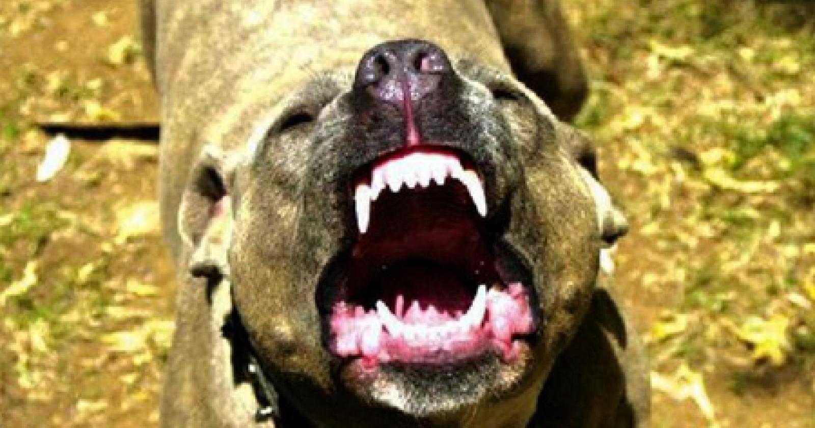 Sbranata dai suoi cani: perde le braccia, ma ce la farà
