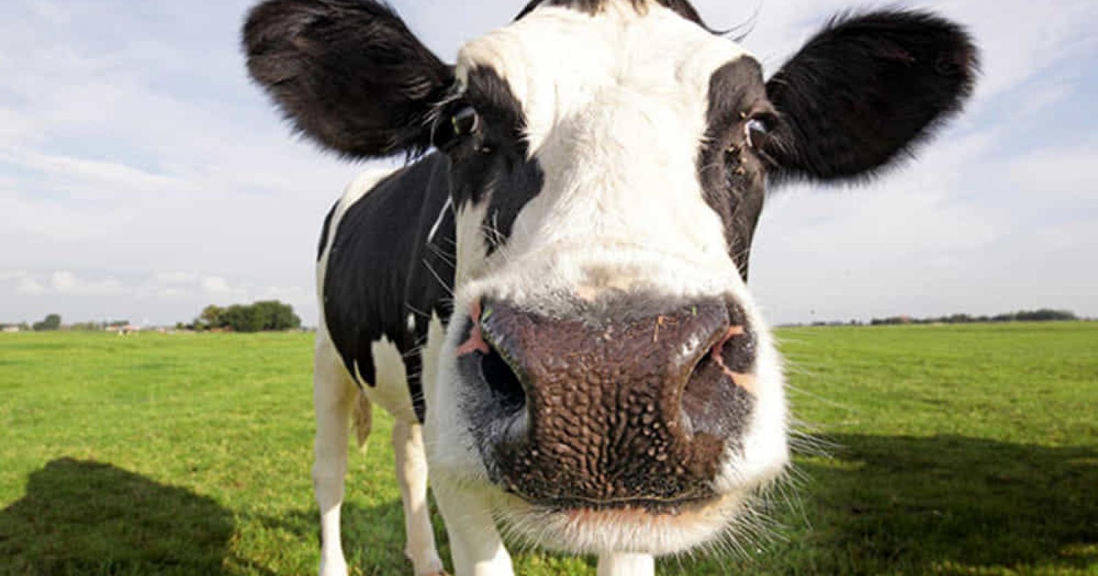Veterinaria 25enne uccisa dalla mucca