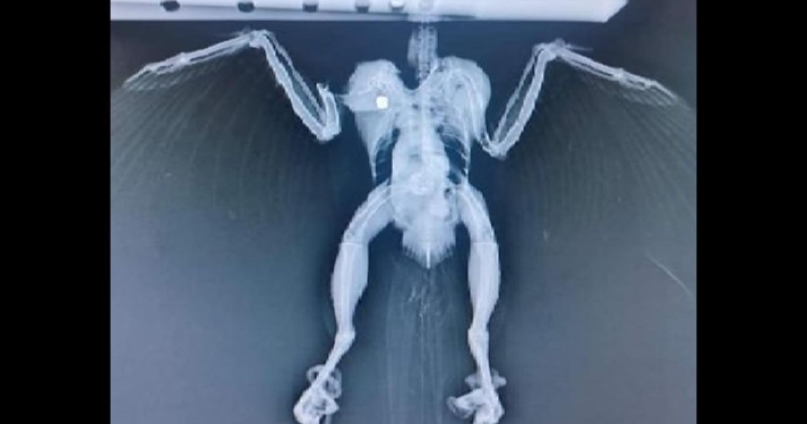 Rapace preso a fucilate per divertimento