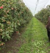 "Cimice, ci saranno danni a lungo"