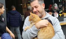 Anche Gatto Rossini in attesa di Corona