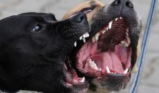 Aggredito dai cani mentre il visita il paziente