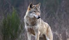 Lupo in centro a Ca' Tiepolo