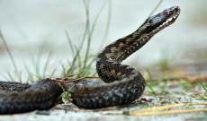 Bimba di 10 anni morsa da una vipera