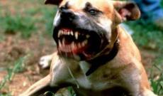 Aggredita da un cane libero, &egrave; grave