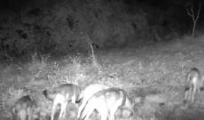 "C'&egrave; un branco dei lupi sui Colli"