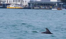 Mimmo, il delfino: parte il monitoraggio