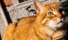 Il micione Rossini investito e ucciso