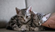 Tumori, la pista felina che cambia la ricerca