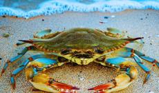 Allarme specie aliene sull&rsquo;Adriatico