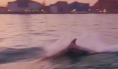 Il delfino saluta Venezia all&rsquo;alba
