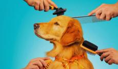 Pet economy, Padova sfonda quota 125 milioni