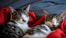 Orrore in via Mont&agrave;